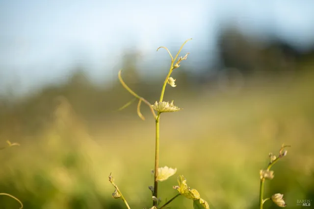 $1,950,000 | 38555 Hauser Bridge Road, Cazadero, CA 95421