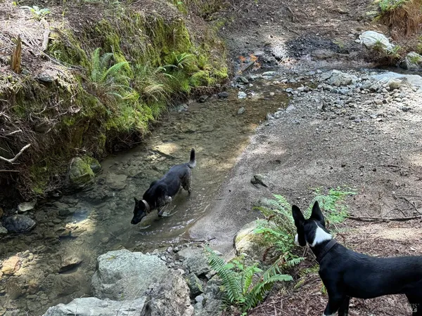 $1,950,000 | 38555 Hauser Bridge Road, Cazadero, CA 95421