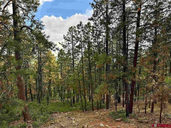 a view of a forest with trees