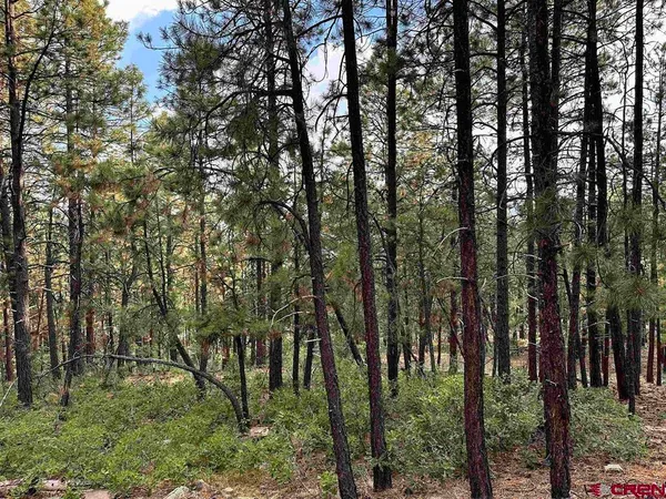 a backyard of a house with lots of trees