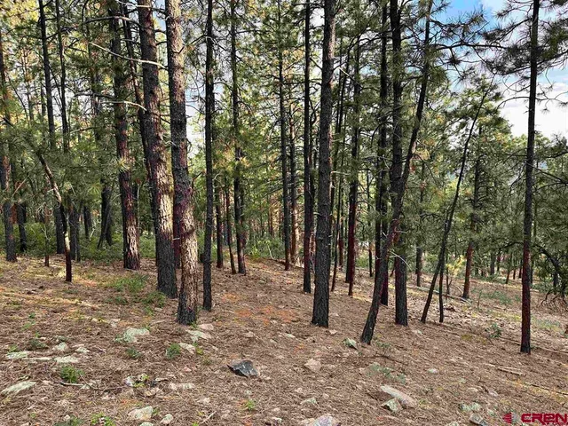 a backyard of a house with lots of trees