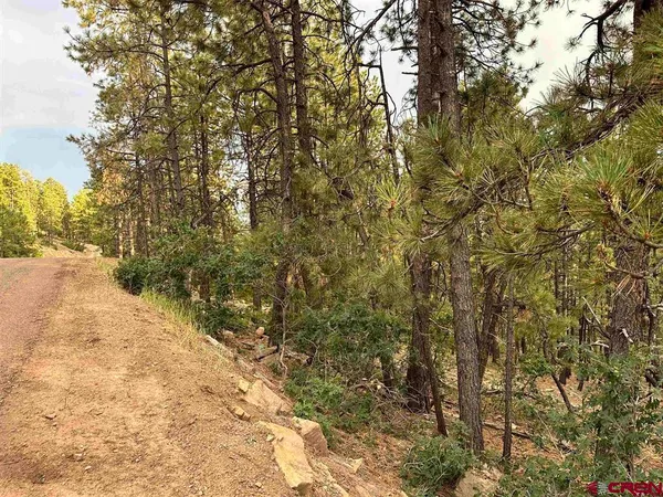 a view of a yard with large trees