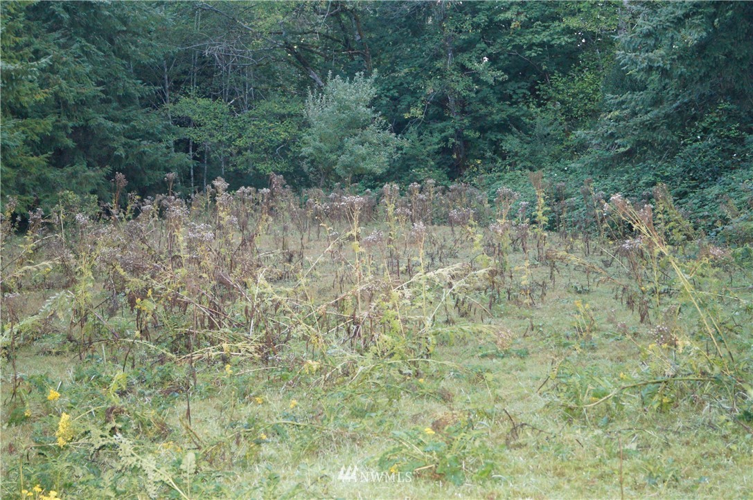 -xx Mox Chehalis Road Elma, WA 98541 - Photo 7 of 11 Gallery Image 7