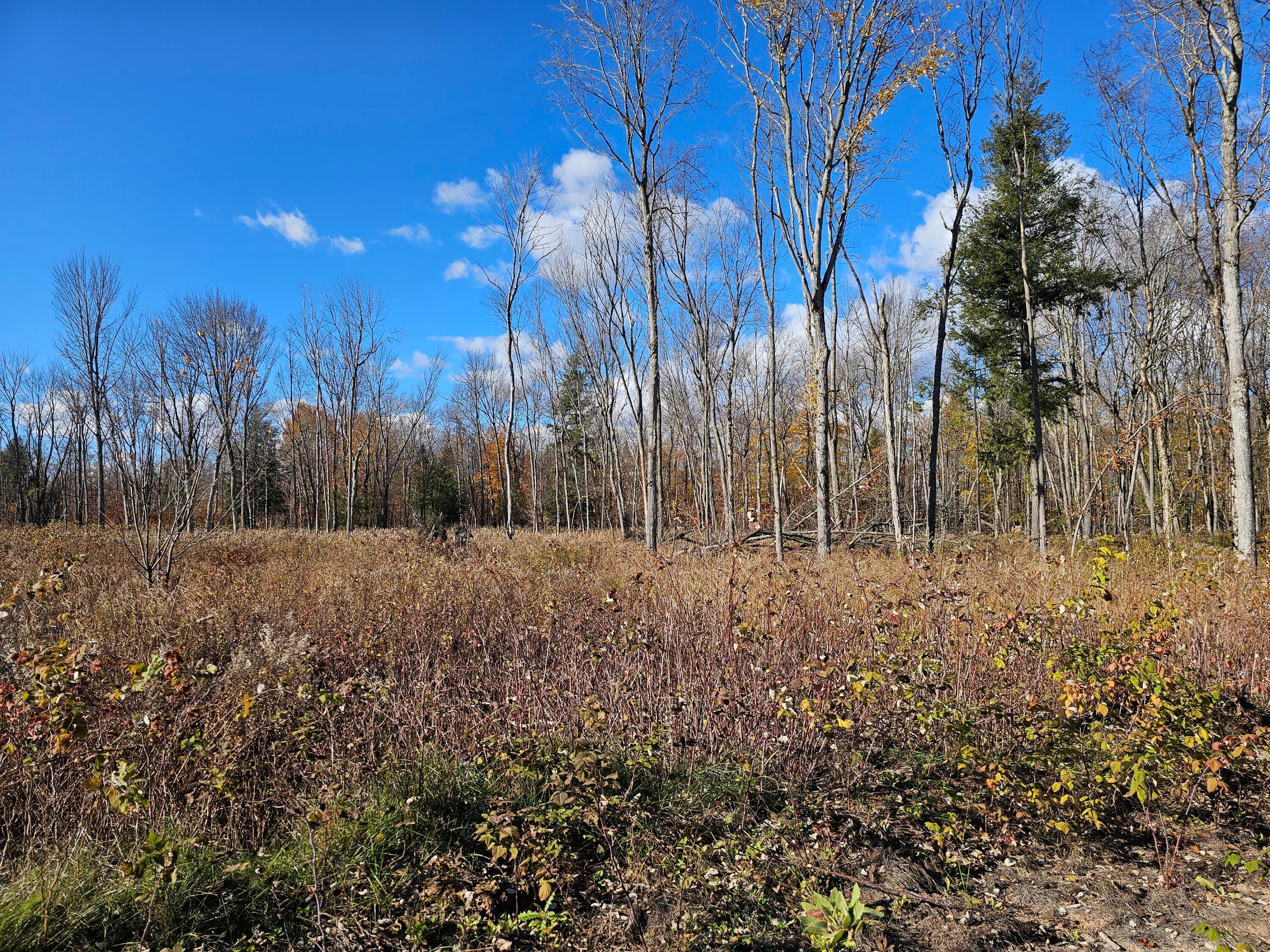 Parcel A Parcel A North Road Curtis, MI 49820 - Photo 6 of 10 Gallery Image 6