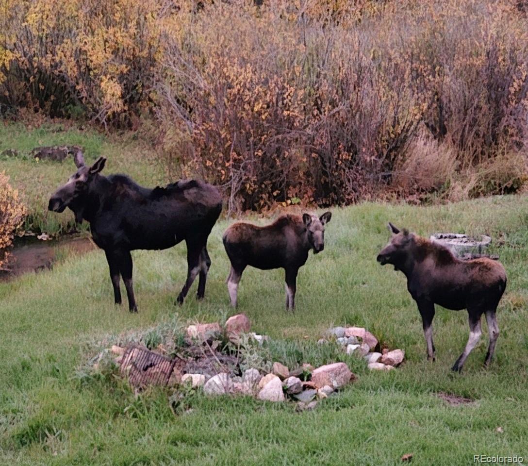 606 North Random Road Bailey, CO 80421 - Photo 14 of 14