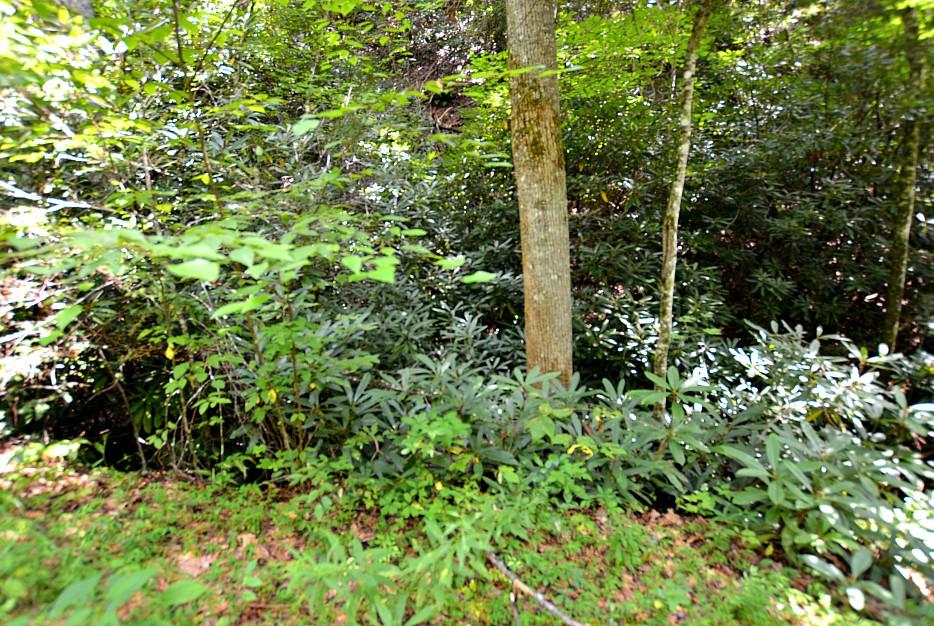 Lot 68 Big Bear Ridge Road Gatlinburg, TN 37738 - Photo 3 of 14 D