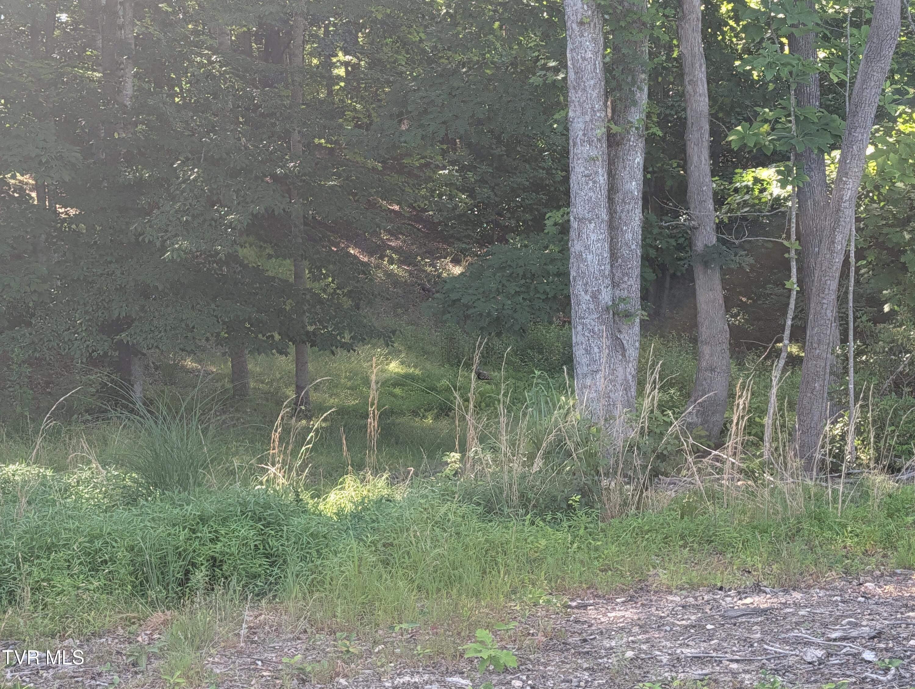 3640 DC Caney Ridge Road Clintwood, VA 24228 - Photo 26 of 59 6641