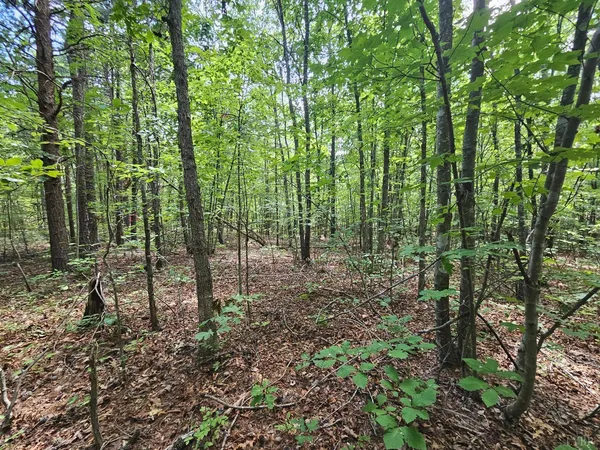 a view of a tree