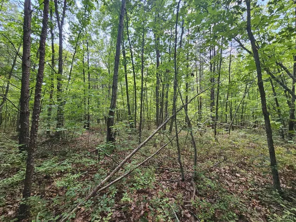a view of a tree