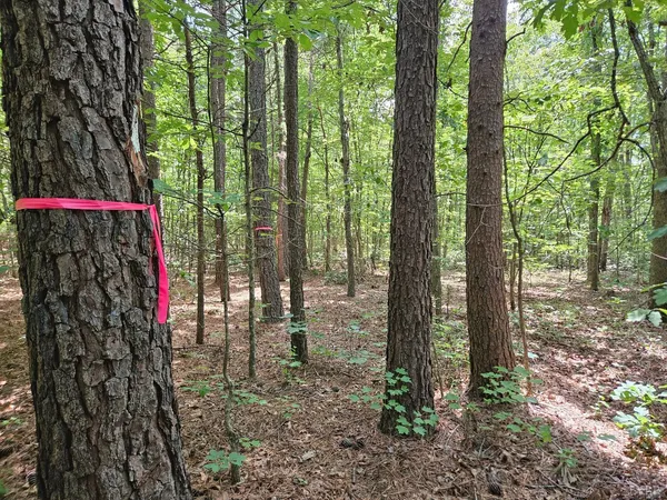 a view of a forest with trees in the background