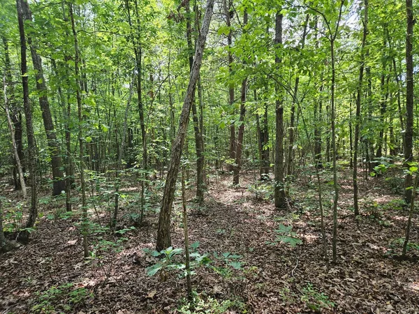 a view of a lush green forest