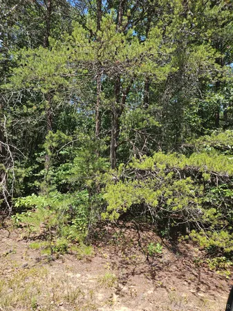 a view of a yard with plants