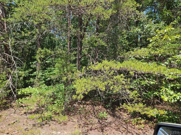 a view of a forest with a tree