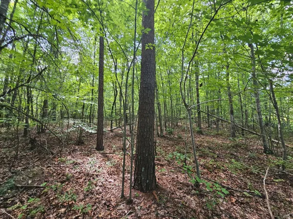 a view of outdoor space with lots of trees