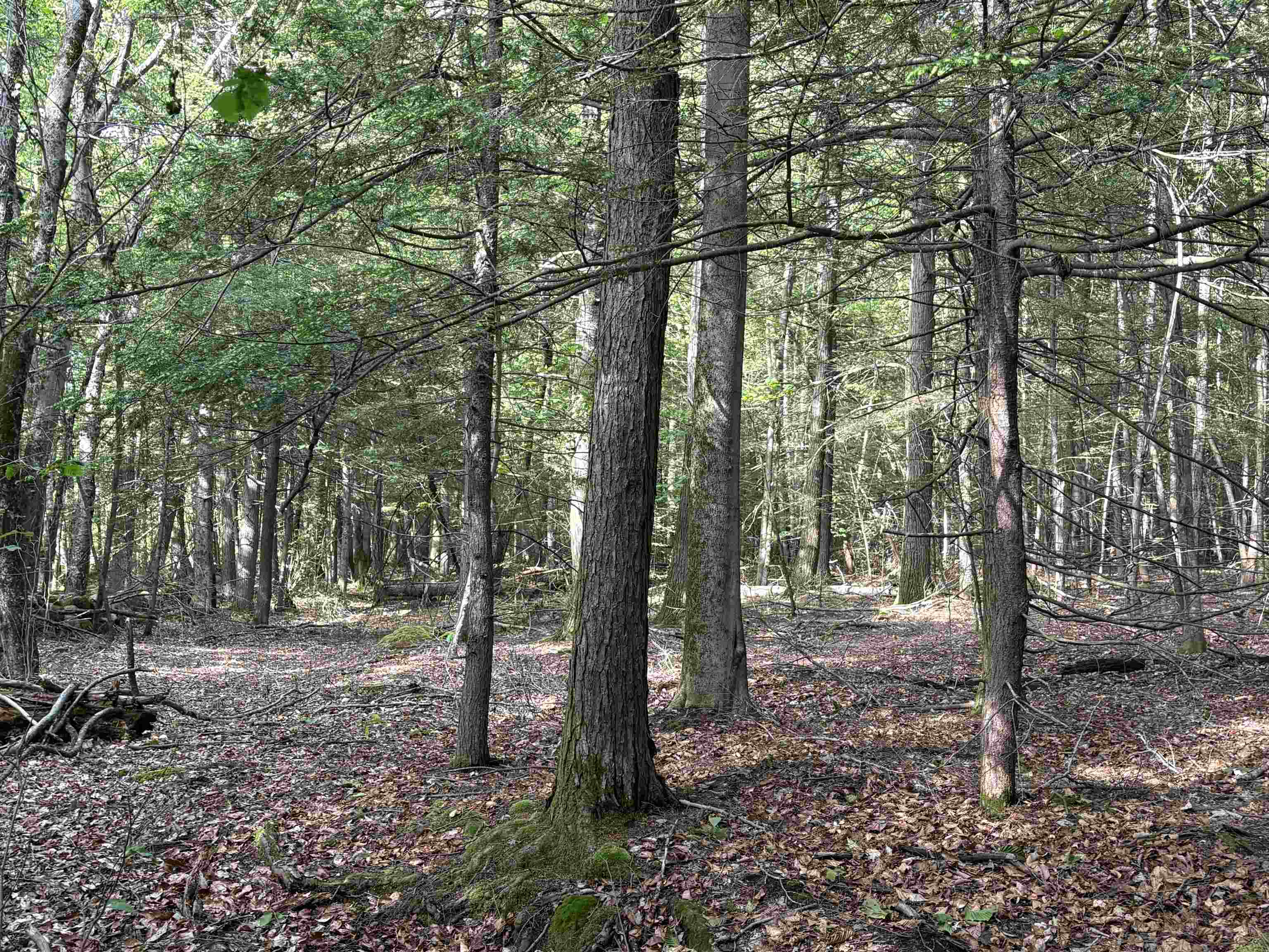 Lot 85 Currier Road Candia, NH 03034 - Photo 12 of 14
