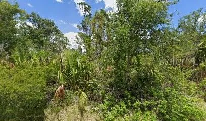 a view of a lush green forest