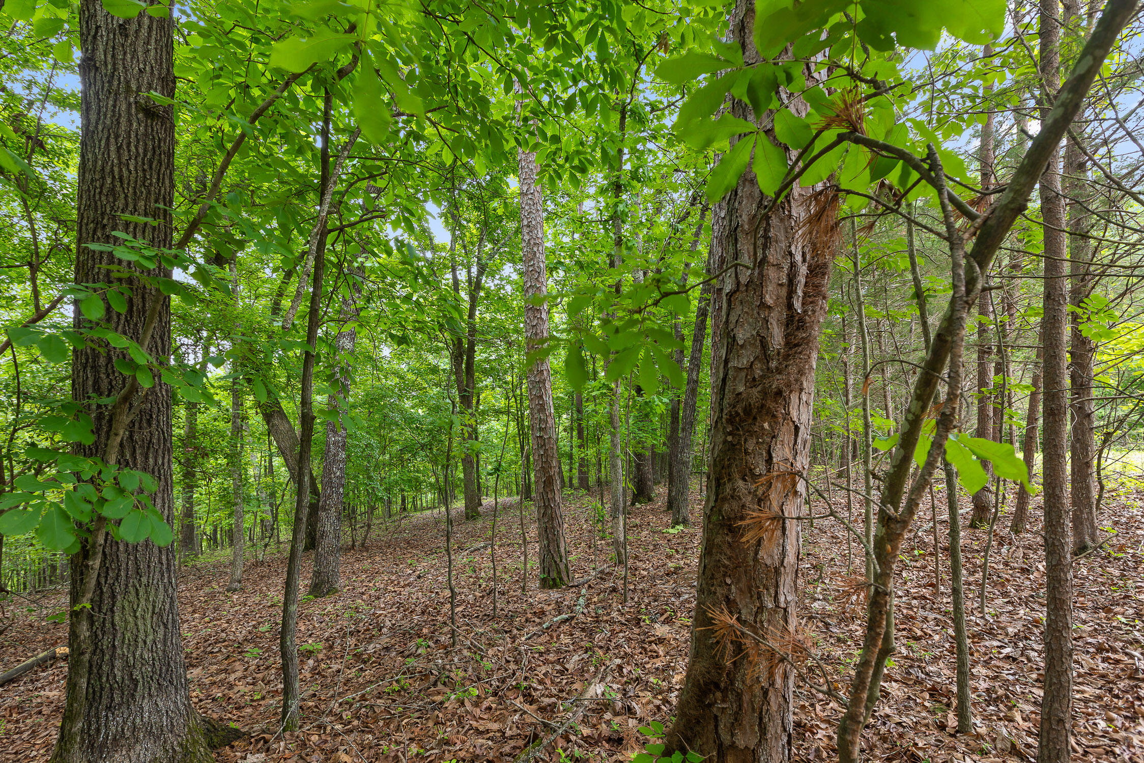 9783 Blue Springs Road Harrison, TN 37341 - Photo 12 of 24 Blue Springs Rd
