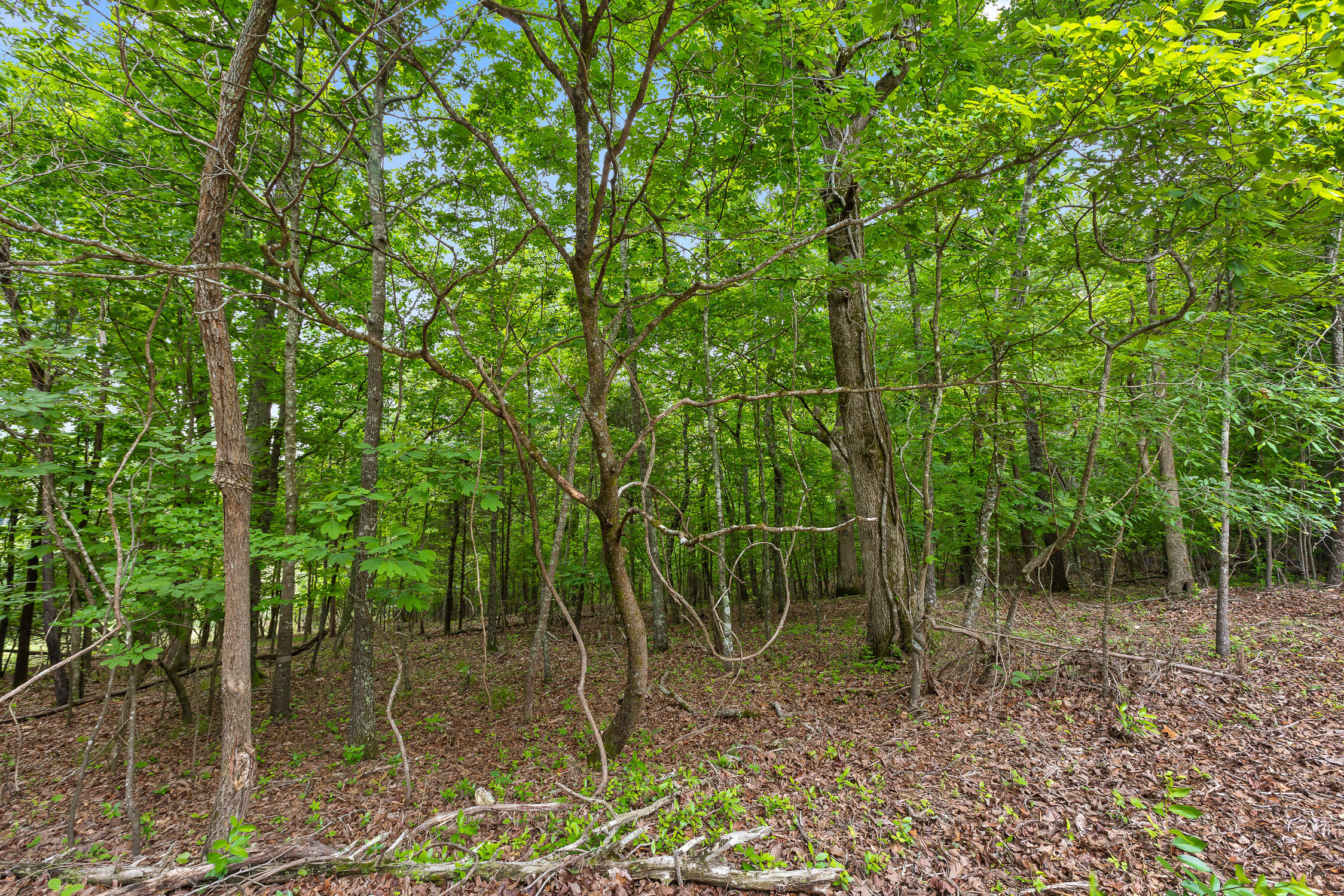 9783 Blue Springs Road Harrison, TN 37341 - Photo 13 of 24 Blue Springs Rd