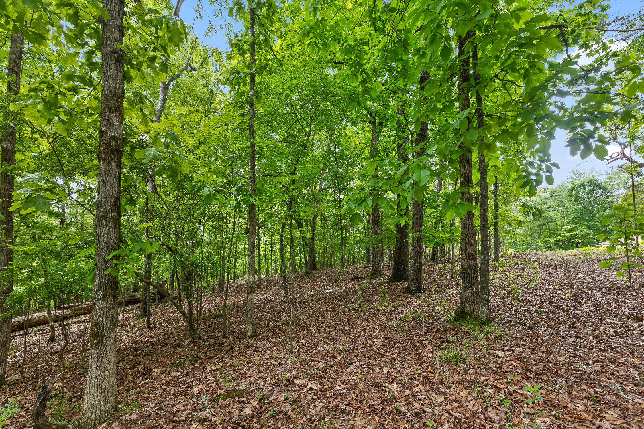 9783 Blue Springs Road Harrison, TN 37341 - Photo 14 of 24 Blue Springs Rd