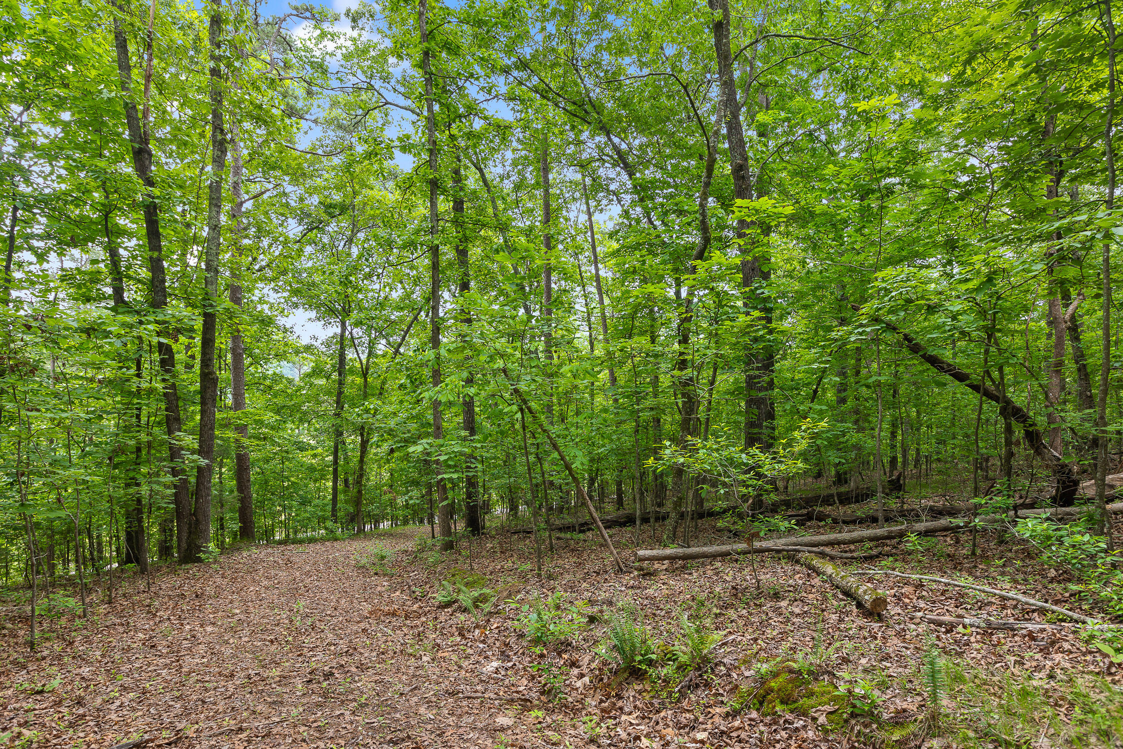 9783 Blue Springs Road Harrison, TN 37341 - Photo 7 of 24 Blue Springs Rd