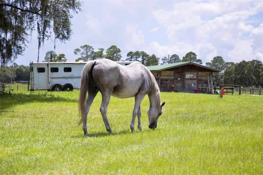 1045 Buckles Road Pierson, FL 32180 - Photo 21 of 25 a view of swimming pool from a yard