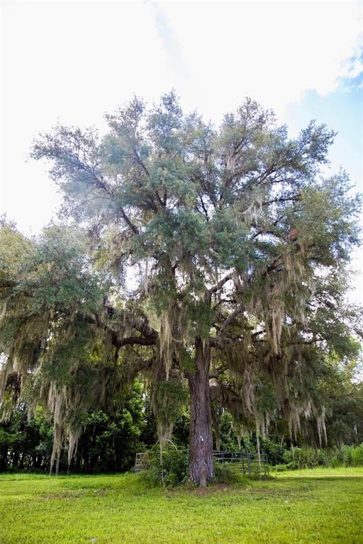 1045 Buckles Road Pierson, FL 32180 - Photo 23 of 25 a view of a grassy field with trees