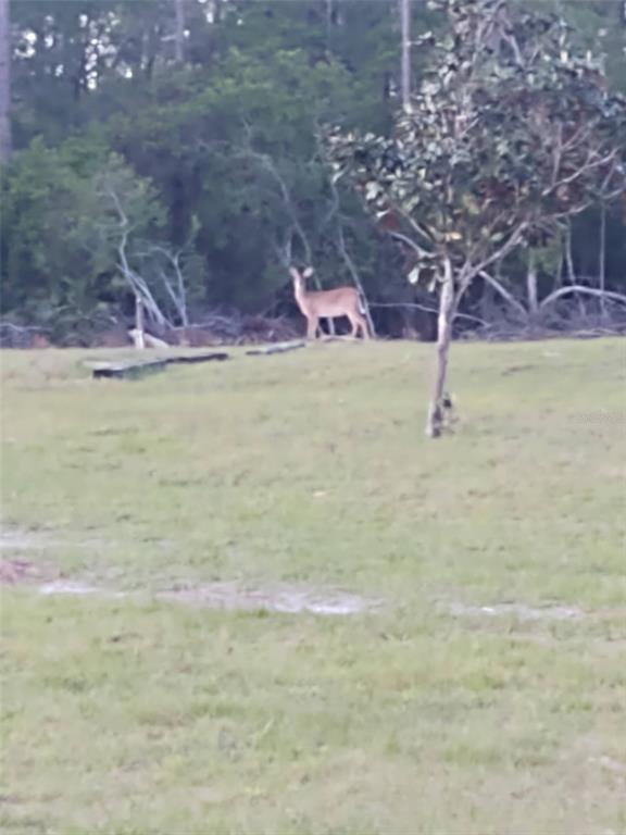 1045 Buckles Road Pierson, FL 32180 - Photo 6 of 25 a front view of a house with a yard