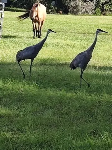 a view of swimming pool from a yard