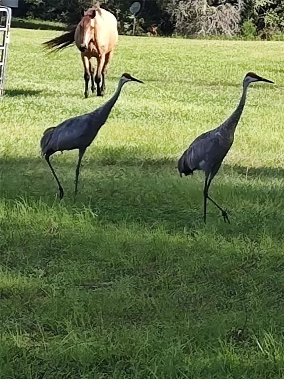 1045 Buckles Road Pierson, FL 32180 - Photo 7 of 25 a view of swimming pool from a yard