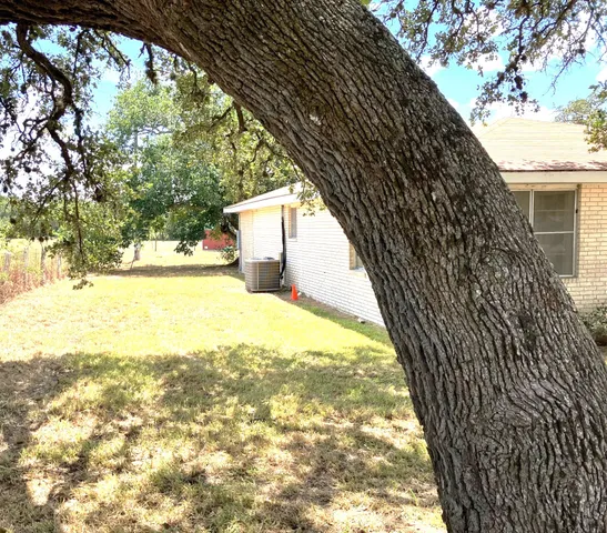 a tree in the middle of a yard