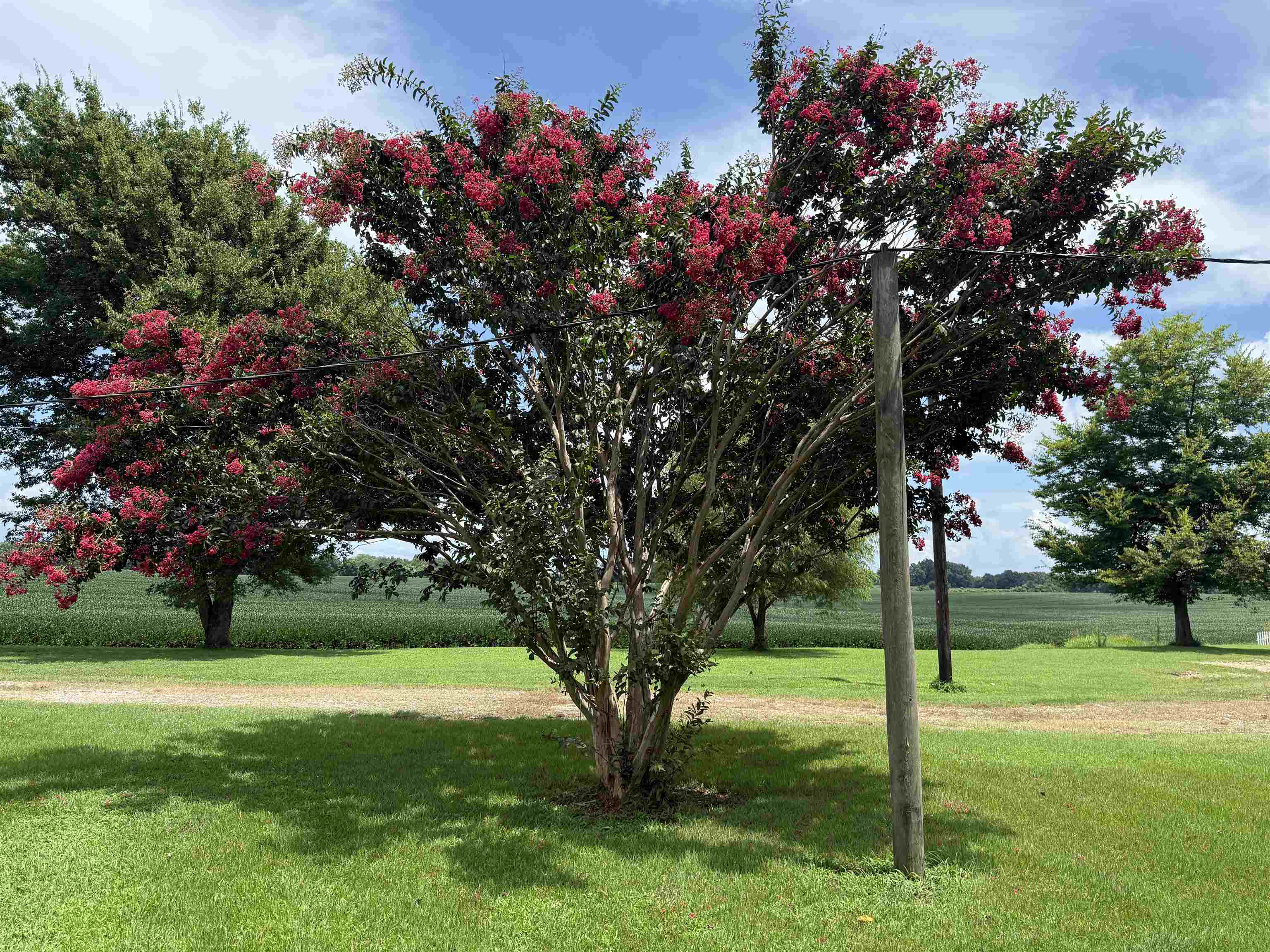 2201 Robert Johnson Road Covington, TN 38019 - Photo 6 of 25 Expansive green lawn with a prominent flowering tree featuring red blossoms, complemented by additional mature trees in the background