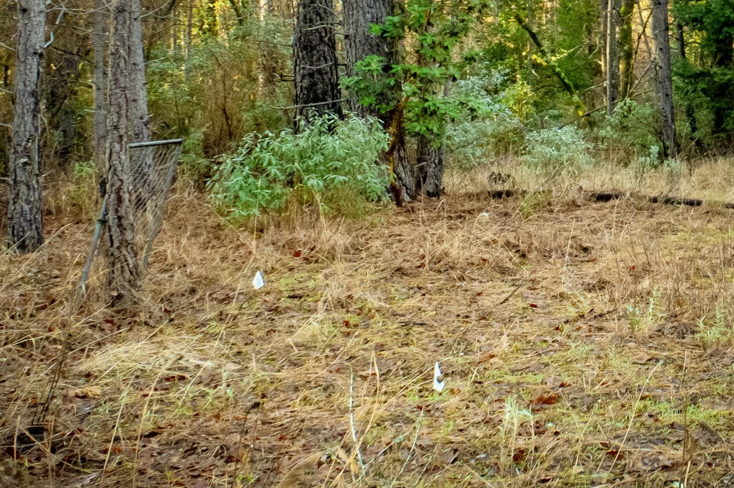 14941 Deadmans Flat Road Grass Valley, CA 95949 - Photo 11 of 45 a view of a yard with a tree