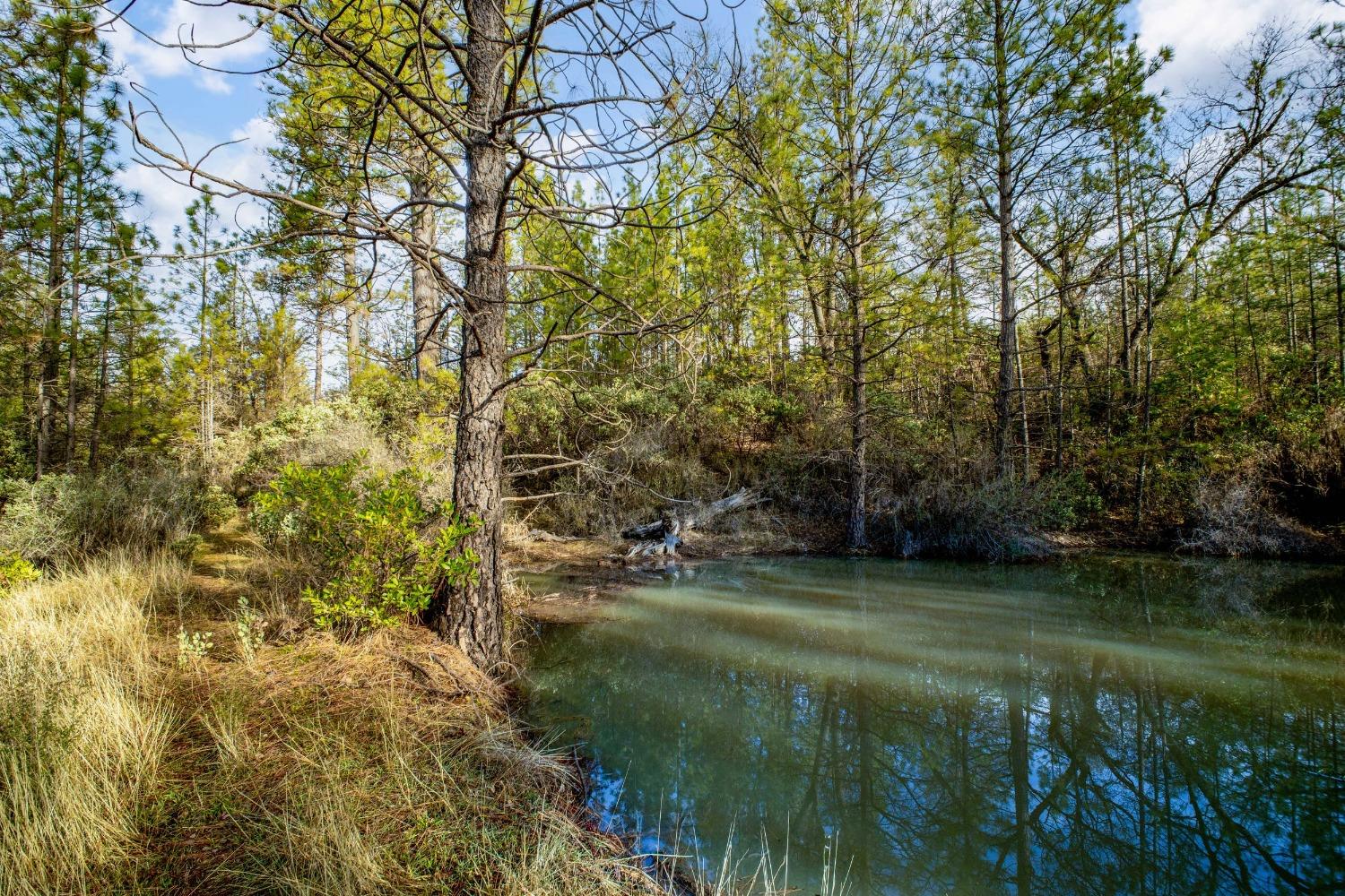 14941 Deadmans Flat Road Grass Valley, CA 95949 - Photo 27 of 45 a view of a lush green space