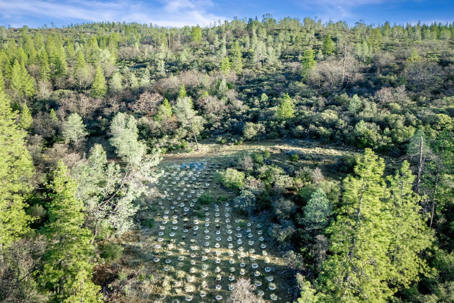 14941 Deadmans Flat Road Grass Valley, CA 95949 - Photo 31 of 45 a view of a forest with a street