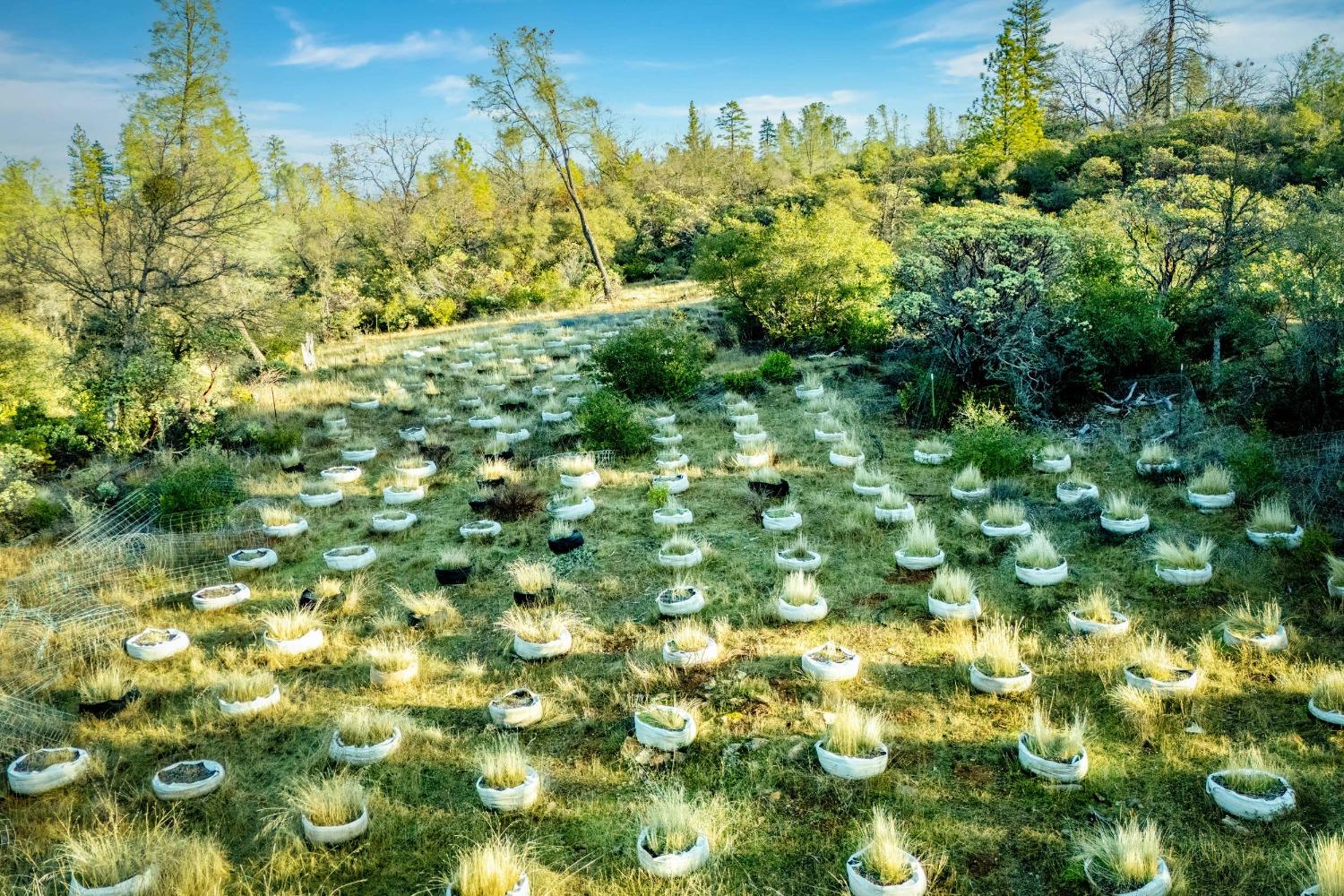 14941 Deadmans Flat Road Grass Valley, CA 95949 - Photo 32 of 45 a view of a big yard with lots of green bushes
