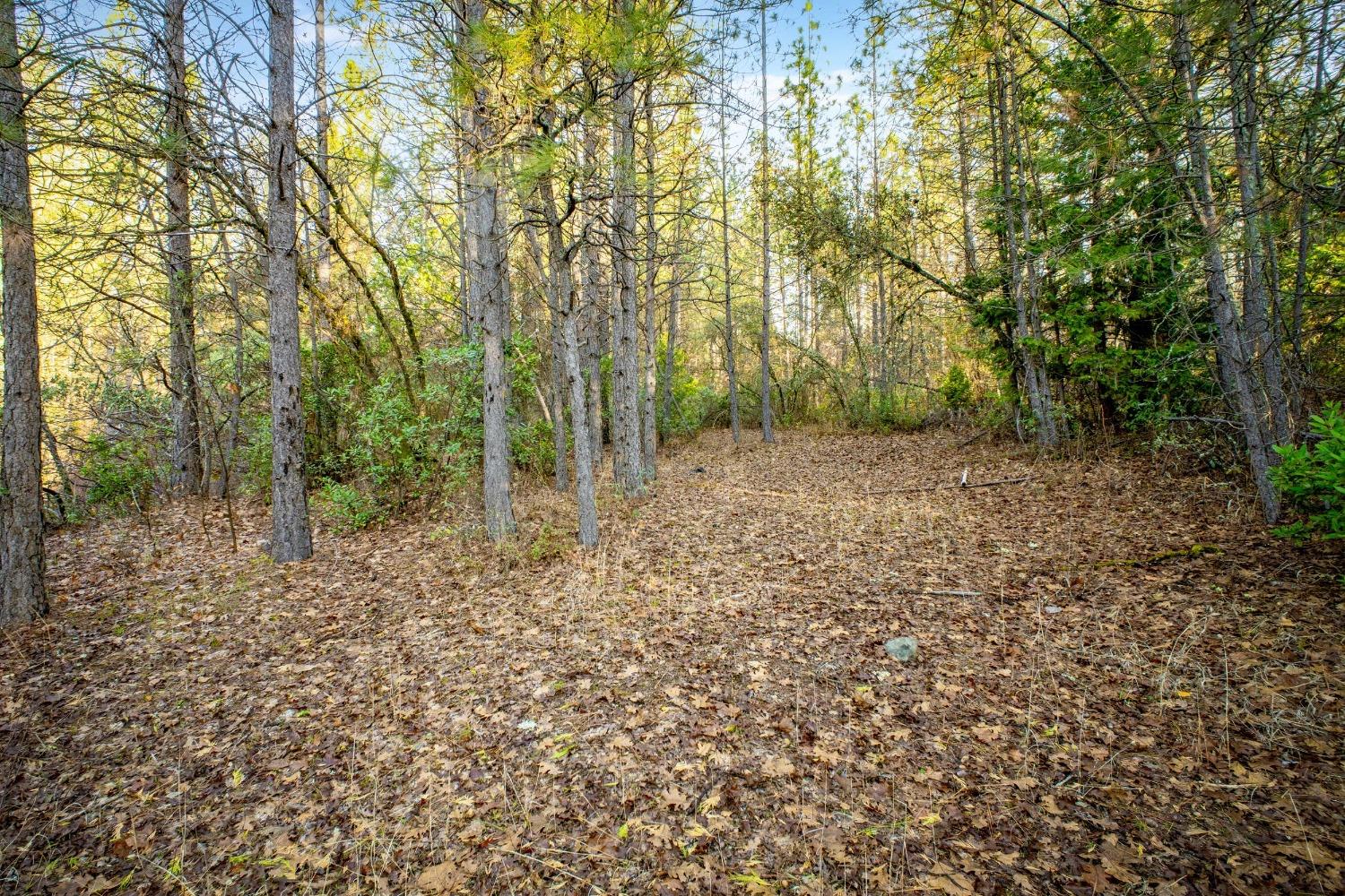 14941 Deadmans Flat Road Grass Valley, CA 95949 - Photo 34 of 45 a view of a forest with trees in the background