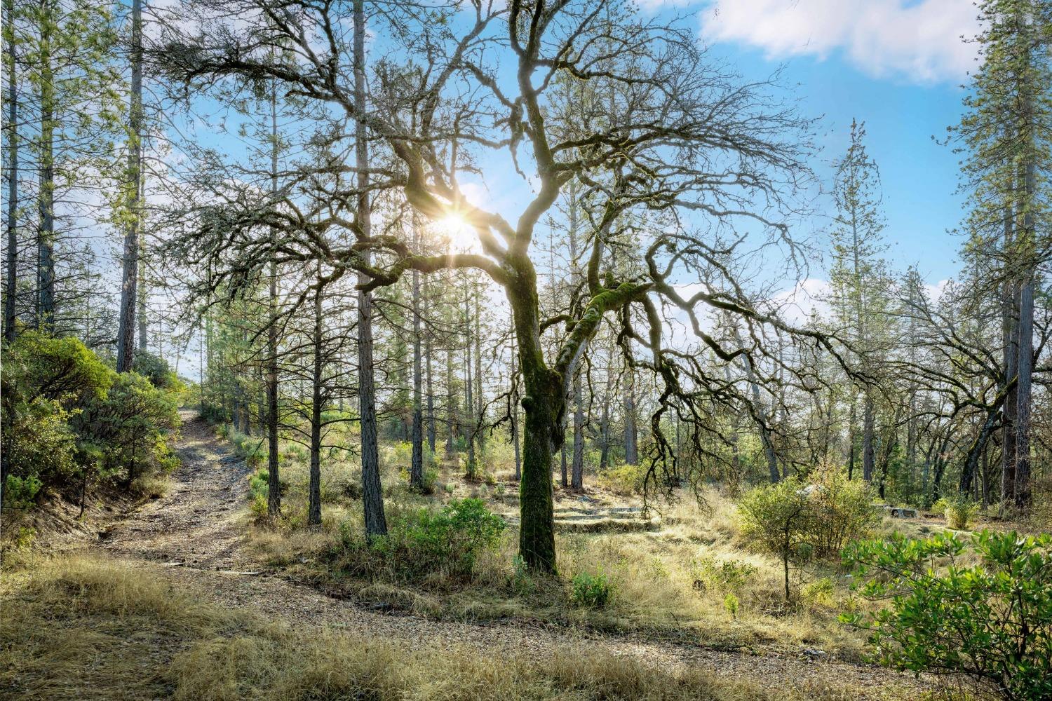 14941 Deadmans Flat Road Grass Valley, CA 95949 - Photo 36 of 45 a backyard of a house with lots of green space