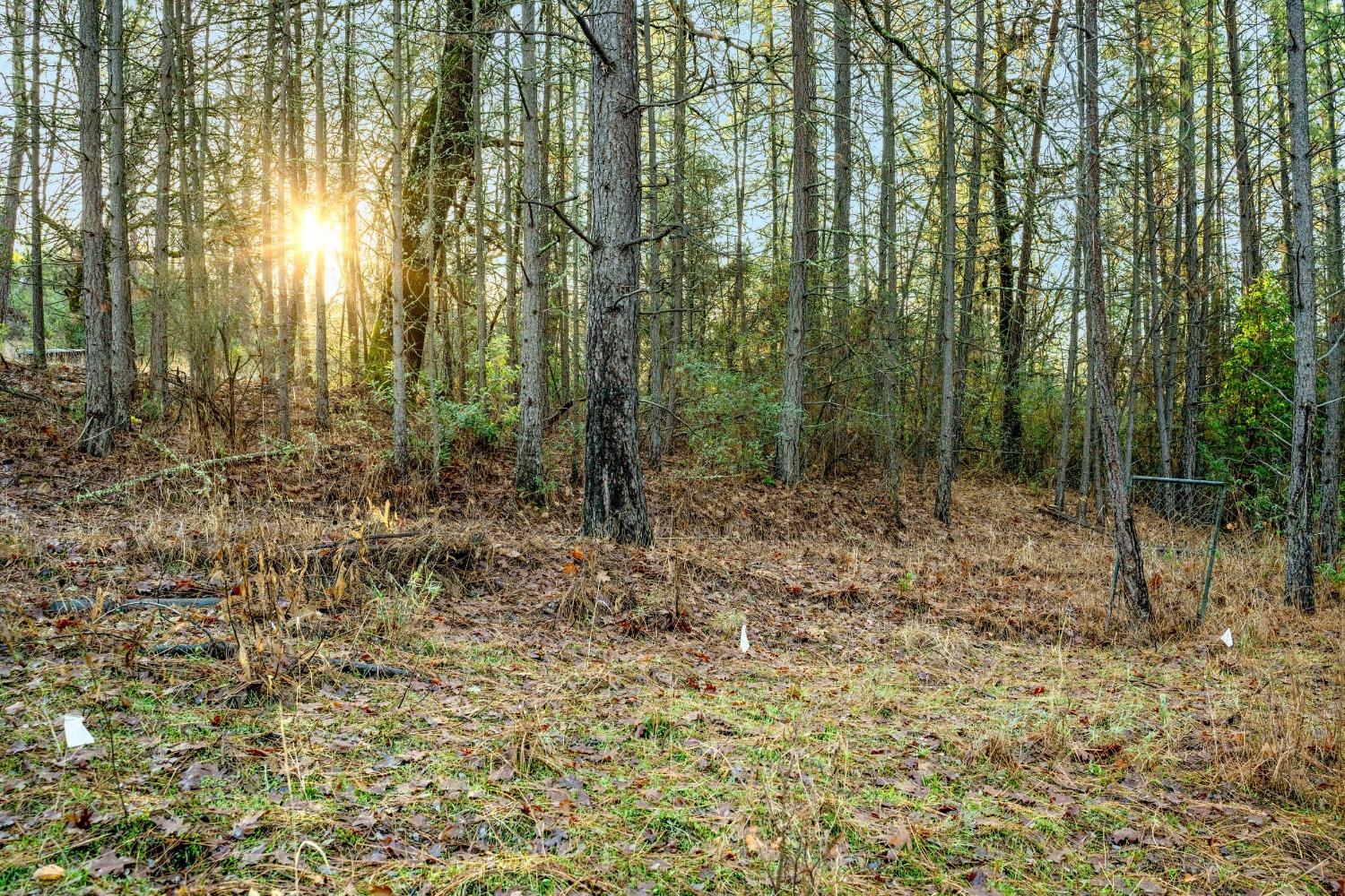 14941 Deadmans Flat Road Grass Valley, CA 95949 - Photo 39 of 45 a view of forest