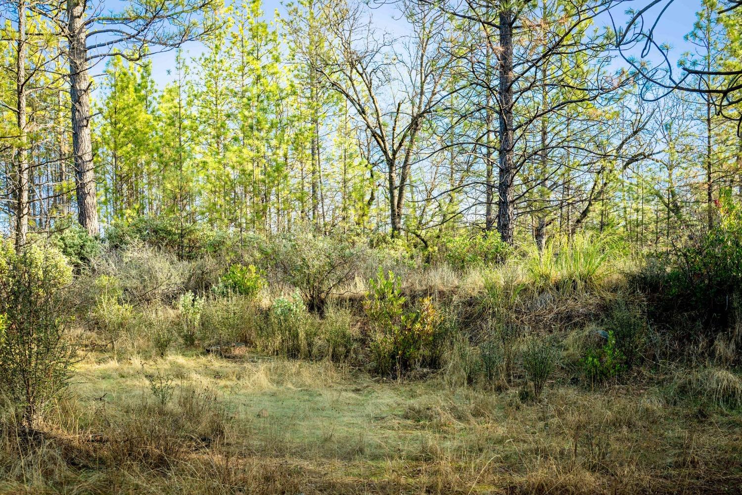 14941 Deadmans Flat Road Grass Valley, CA 95949 - Photo 41 of 45 a view of a yard