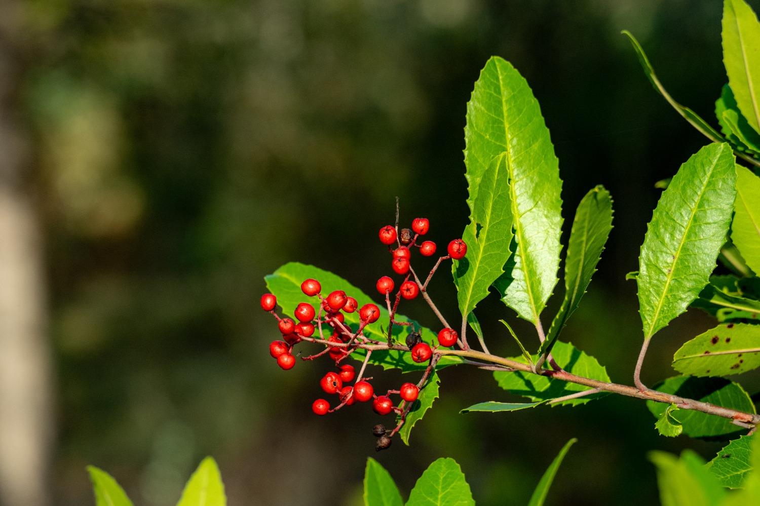14941 Deadmans Flat Road Grass Valley, CA 95949 - Photo 45 of 45 a view of a bunch of flowers