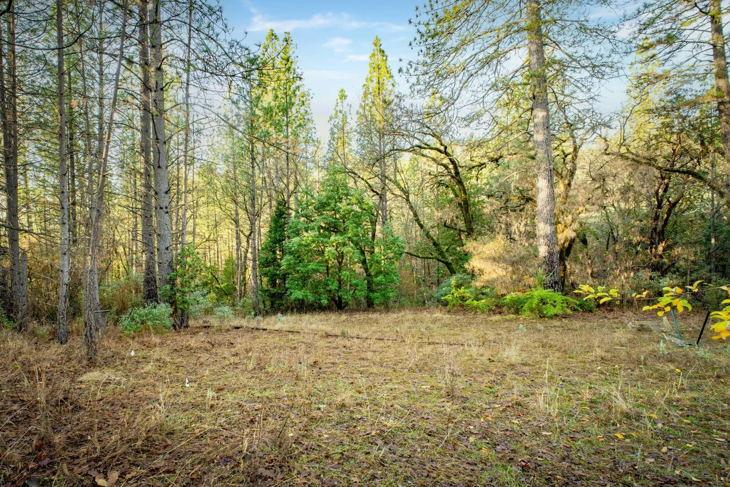 14941 Deadmans Flat Road Grass Valley, CA 95949 - Photo 9 of 45 a view of a yard with trees