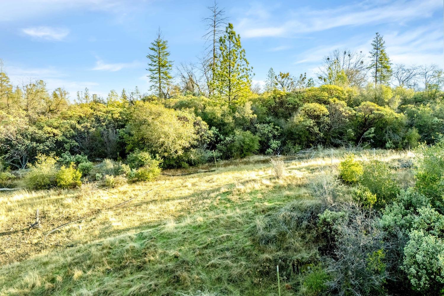 14941 Deadmans Flat Road Grass Valley, CA 95949 - Photo 10 of 45 a view of a yard with an trees
