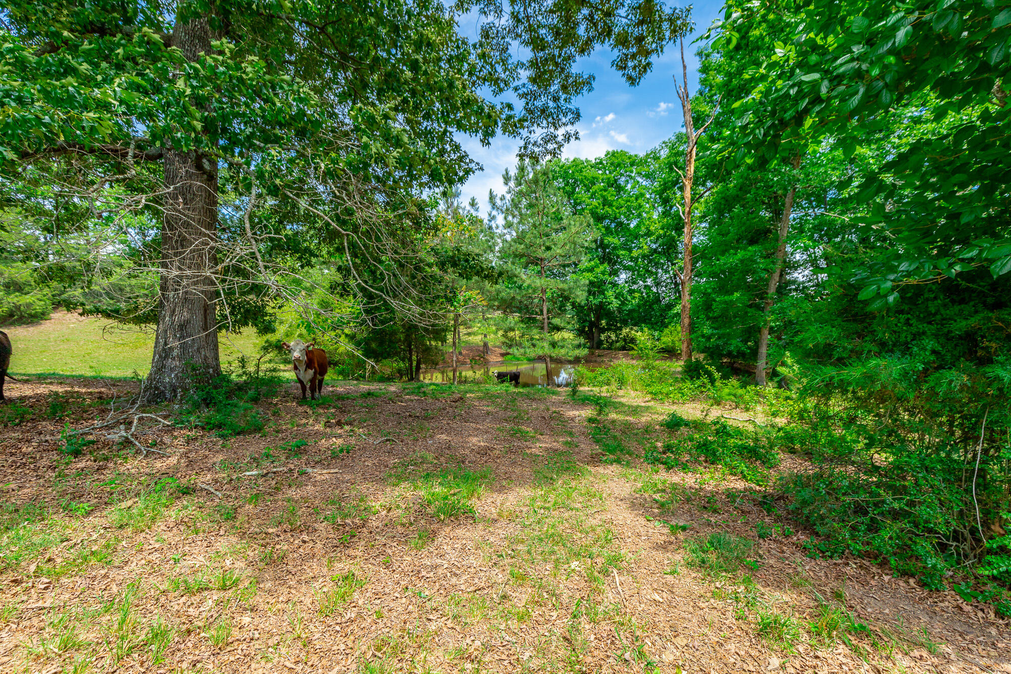 7015 B K Ranch Road Georgetown, TN 37336 - Photo 103 of 144 7015 B K RAnch Road HD-110