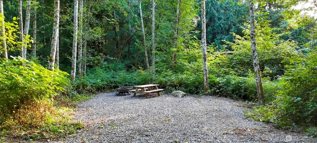 a view of a lush green forest with a mountain in the background