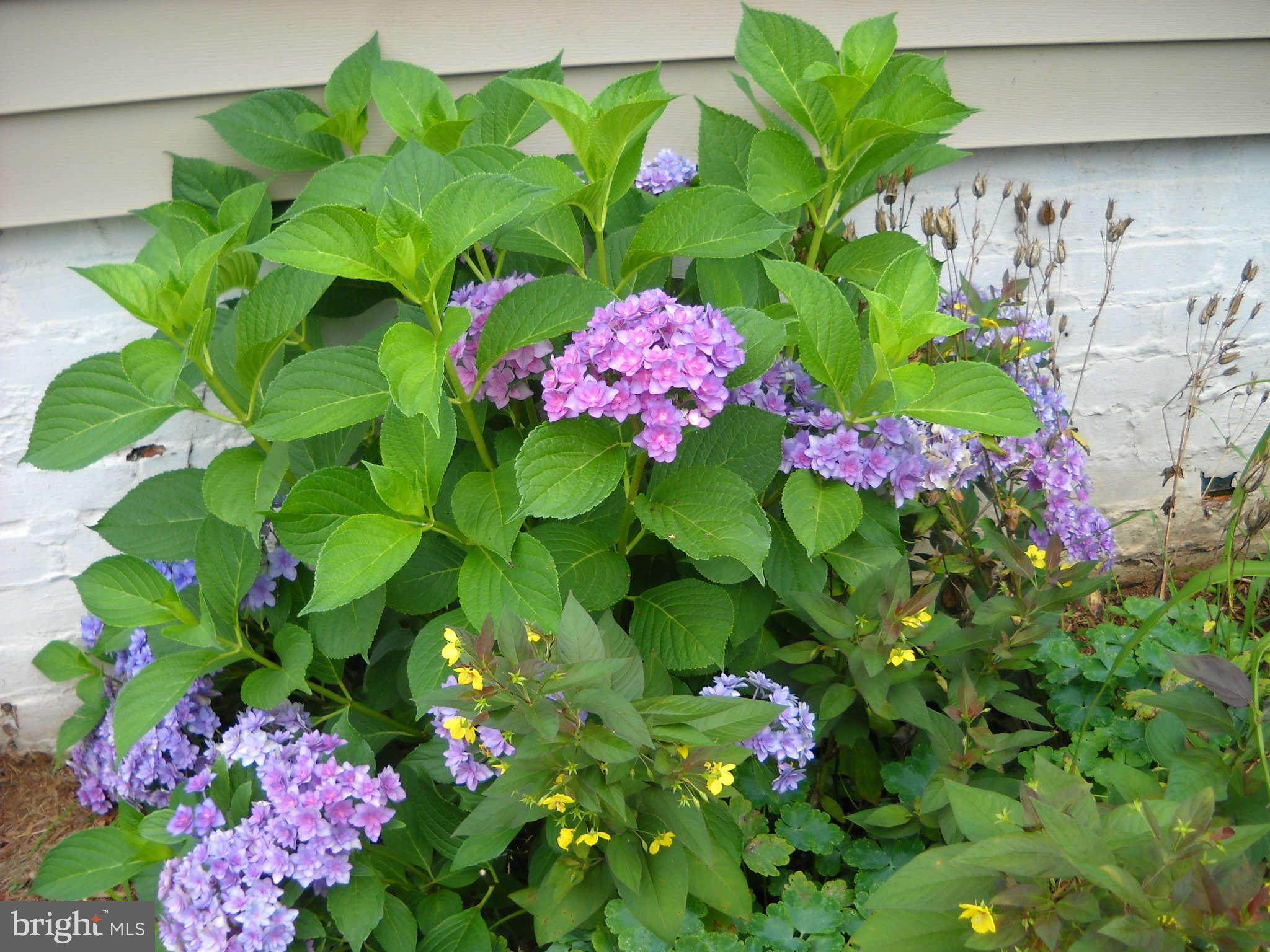 415 Hill Street Culpeper, VA 22701 - Photo 14 of 14 a view of a flower