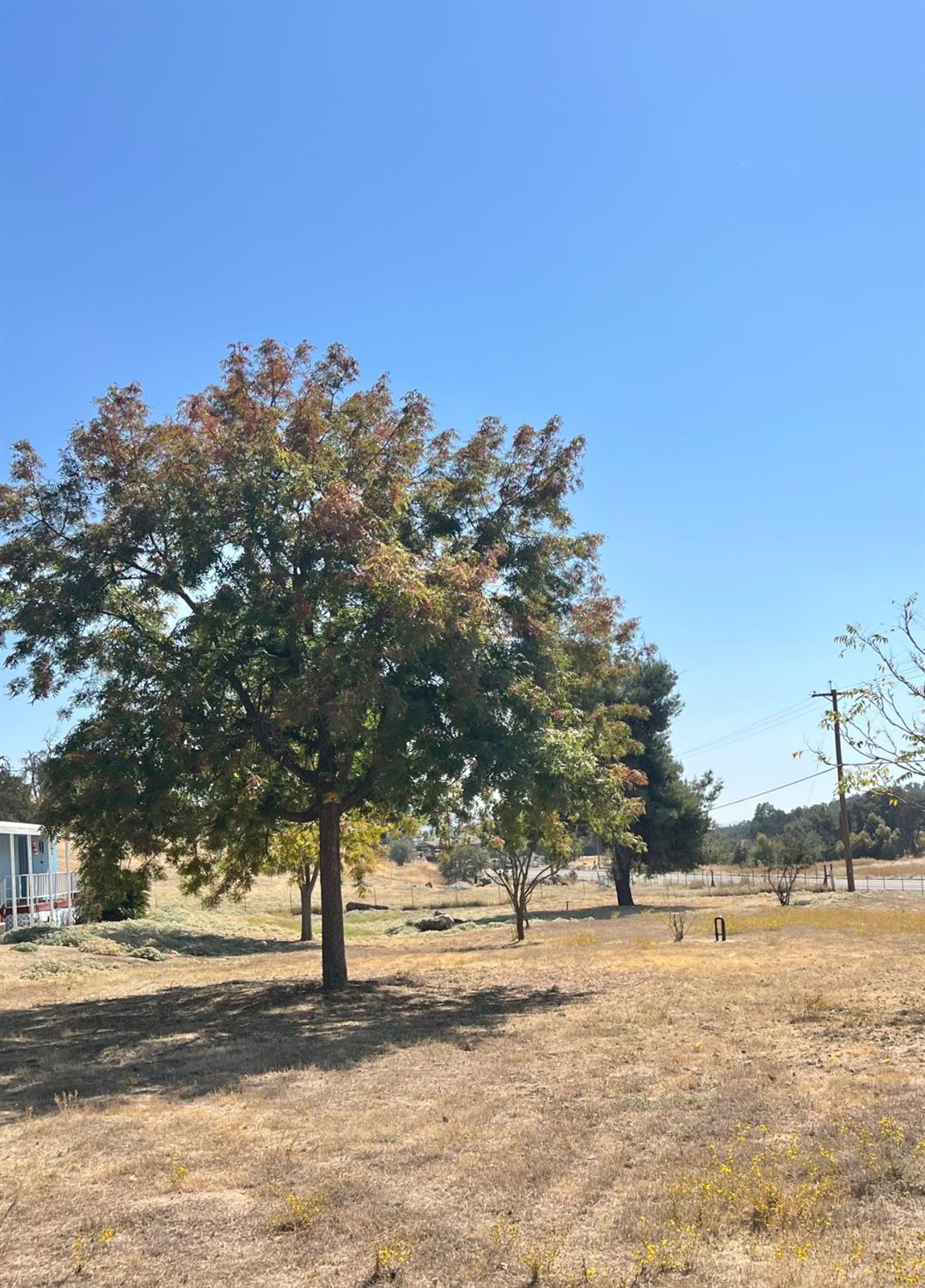 33188 George Smith Road Squaw Valley, CA 93675 - Photo 28 of 43 a view of a yard with a tree