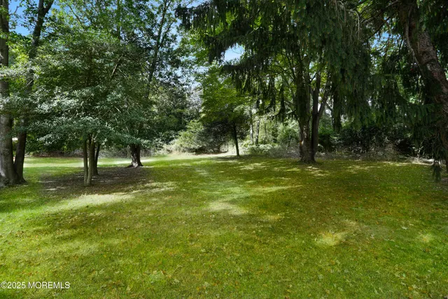 a view of a tree in a yard