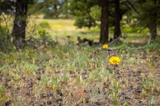 101 Chute Road Golden, CO 80403 - Photo 23 of 23 Gallery Image 23