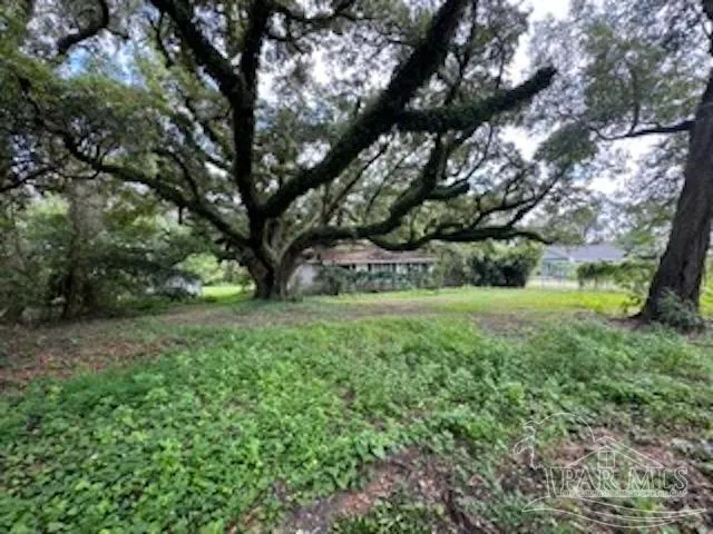 a view of a garden with plants and trees