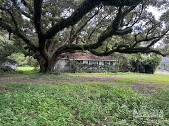 a view of a large yard with plants and large trees